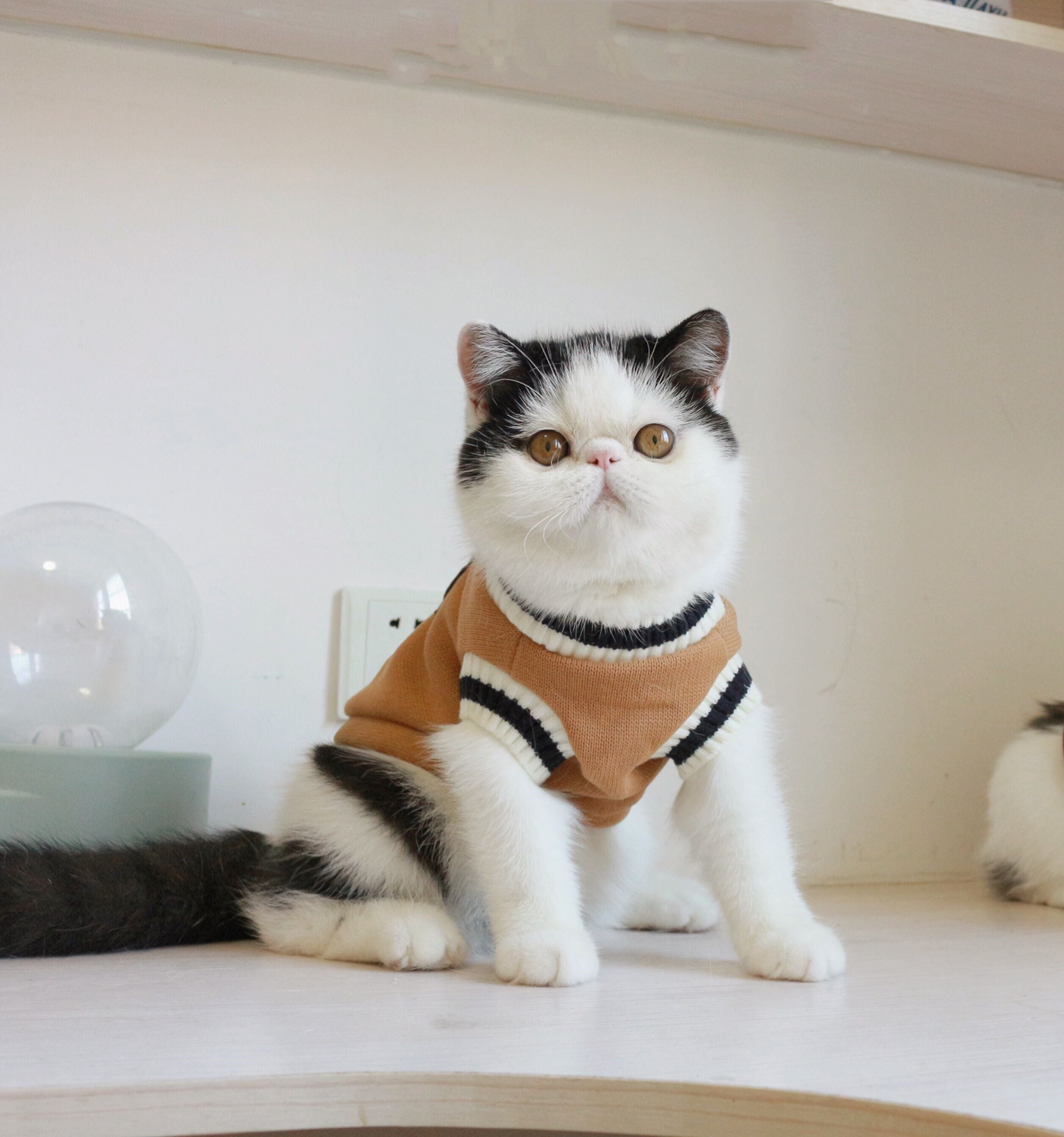 Varsity Knit Vest