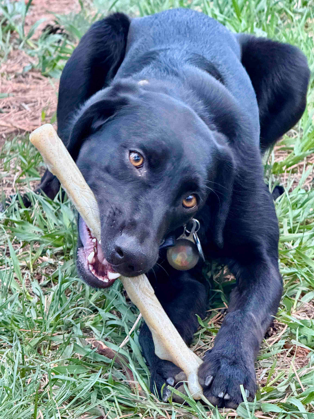 The Power Nylon Chew Stick - NobAdy's Favorite