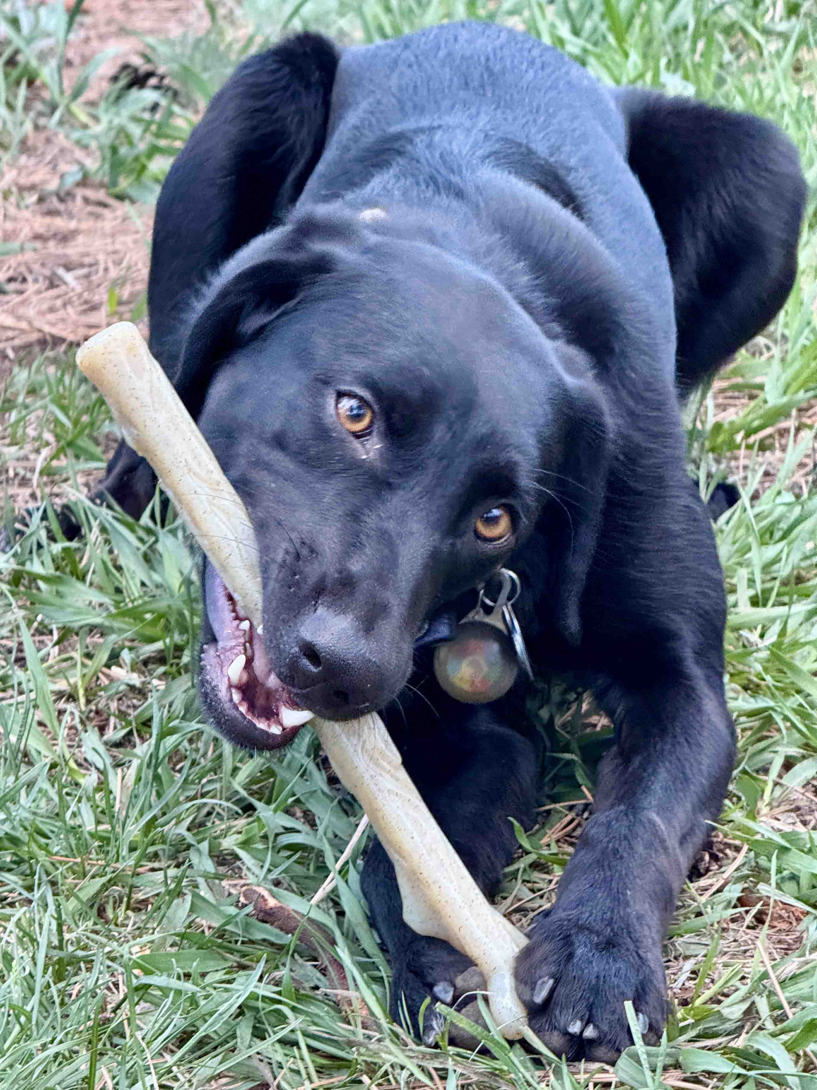 The Power Nylon Chew Stick - NobAdy's Favorite