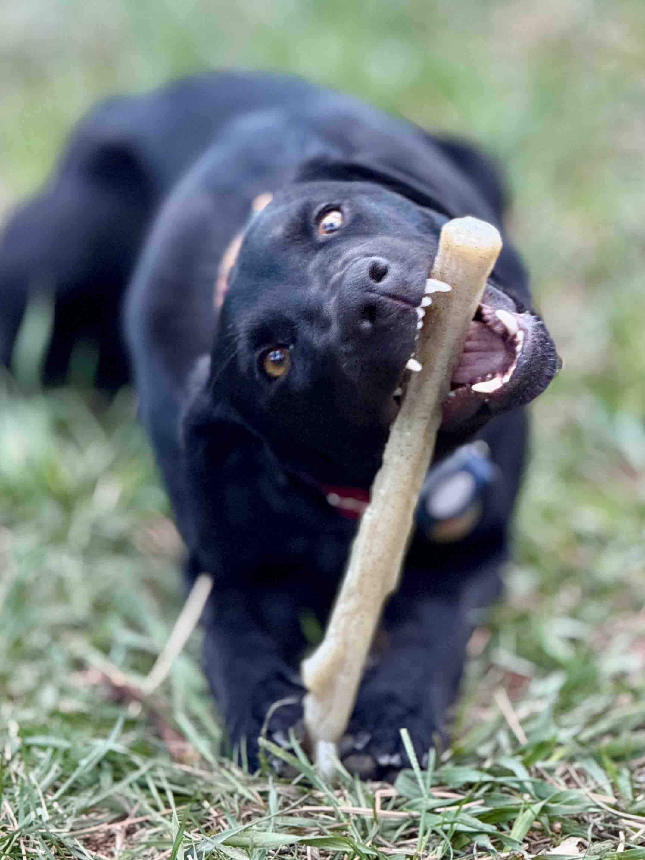 The Power Nylon Chew Stick - NobAdy's Favorite