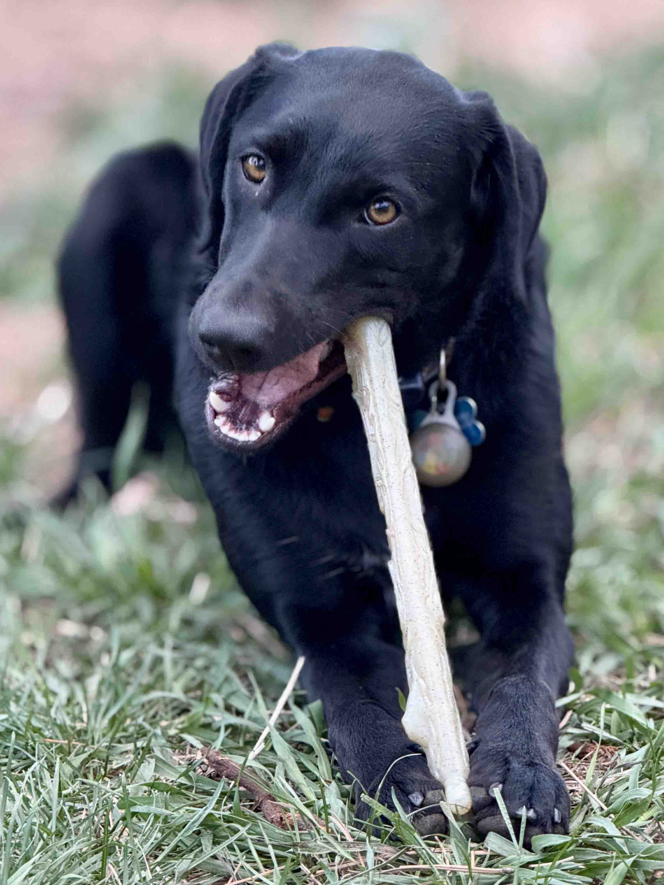 The Power Nylon Chew Stick - NobAdy's Favorite