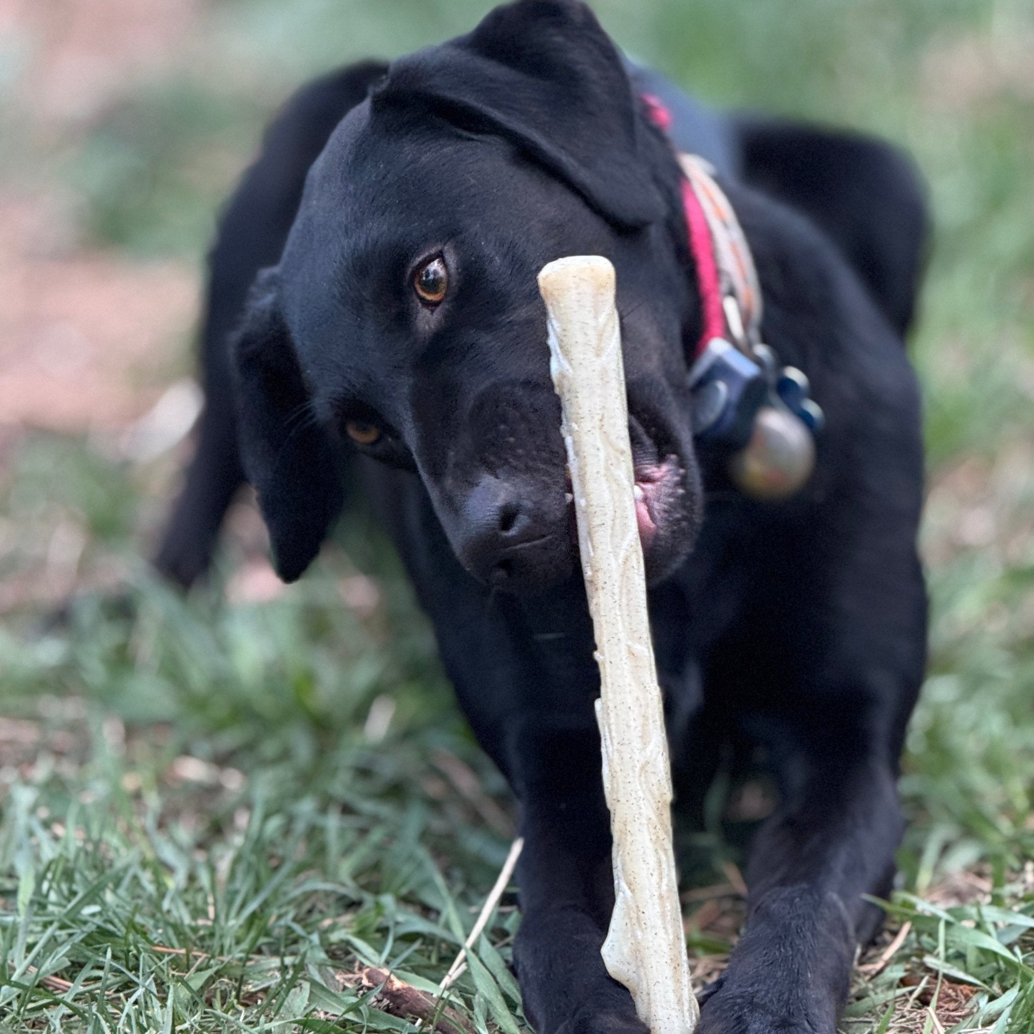 The Power Nylon Chew Stick - NobAdy's Favorite